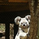  ,  -  18  2014   Daisy Hill Koala Centre