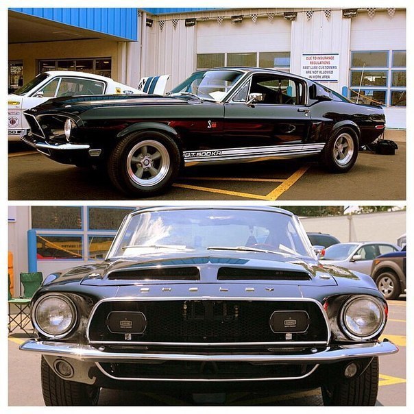 Mustang - 7