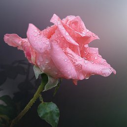 ,  , 45 