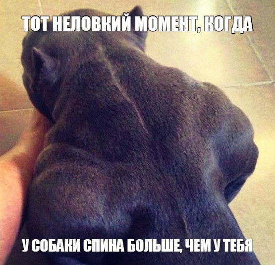 Сзади тебя собака как она выглядит