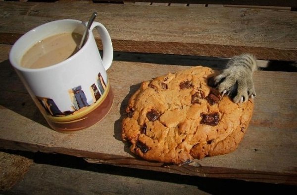 10 котов, которые пытались что-то украсть. Как известно, коты — большие воришки: вот они увиваются ... - 3