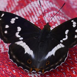 ���� ����, �����-��������� - ��������� 10 ������ 2014