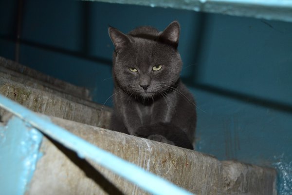 Рубрика #котизм_доброта.Самара Серый кот/кошка с белым галстучком живёт в подъезде. Видно, что котик ... - 2