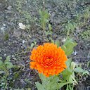 ���� ������ �������, �������, 67 ��� - ��������� 8 ����� 2015 � ������ �������