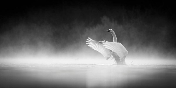   The British Wildlife Photography Awards - 9