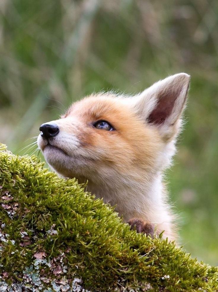 |В| Счастье есть... |В| - 8 апреля 2015 в 13:31 - 2