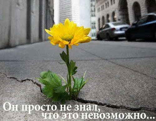 Никогда не сдавайся, слышишь? Дождь холодный хлещет по крышам. А захочешь подняться выше- Знай, что ...