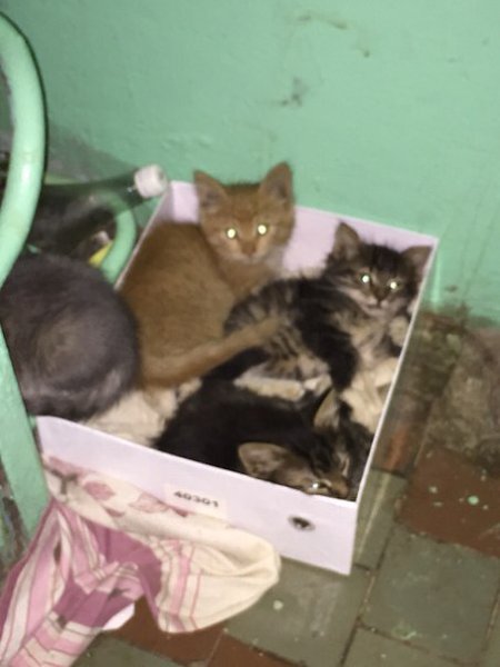 Рубрика #котизм_доброта #москва@catism #МО@catism.Москва и МОВ подъезде обнаружена котятская семья: ...