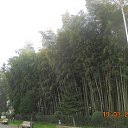 BATUMI �� ������� ���� ����������
