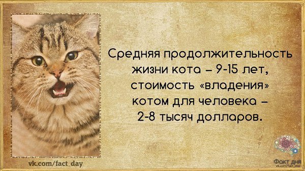 Сколько живут домашние кошки