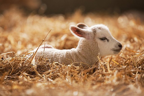 ����� ��������.#animal@travel.blog - 3