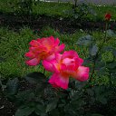 ���� �����, ����� - ��������� 27 ����� 2015 � ������ ���� ����������