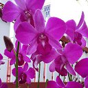 ���� �������, �����������, 61 ��� - ��������� 24 ����� 2015 � ������ ���� ����������