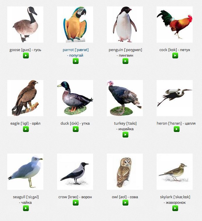 Birds / 