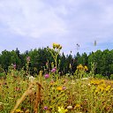 ���� ������, �����-���������, 55 ��� - ��������� 31 ������ 2015 � ������ ���� ����������