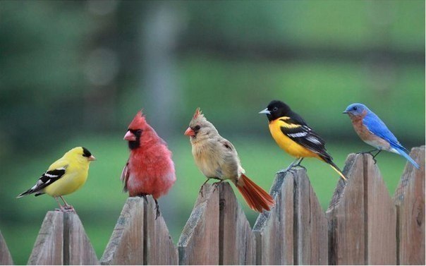 Angry Birds