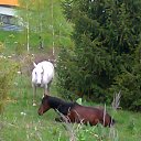  , , 47  -  7  2015     ,  2013 .