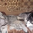 ���� �������, ������������, 42 ���� - ��������� 21 ������� 2015 � ������ ���� ����� � ���-�������.�