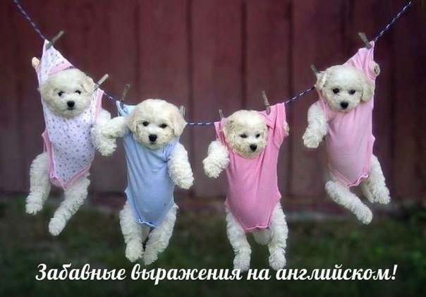 Подборка забавных выражений на английском! Artsy-farty - претенциозный Boogie-woogie - буги-вуги ...