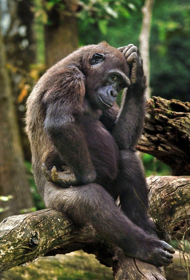  , -    ... #animal@travel.blog