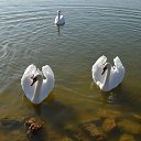 ���� ������, ���������, 42 ���� - ��������� 24 ������ 2015 � ������ �XXX�