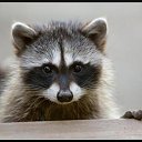 ���� �����, ����, 38 ��� - ��������� 2 ������� 2015 � ������ ���� ����������