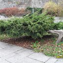 ���� Ludmila Oranicheva�, �����-���������, 75 ��� - ��������� 18 ������� 2014 � ������ ���� ����������