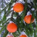 ���� �������, ���������, 51 ��� - ��������� 23 ������� 2014 � ������ ������ ��������