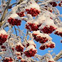 ���� ����������, ������� ��������, 63 ���� - ��������� 3 ������ 2015 � ������ �������