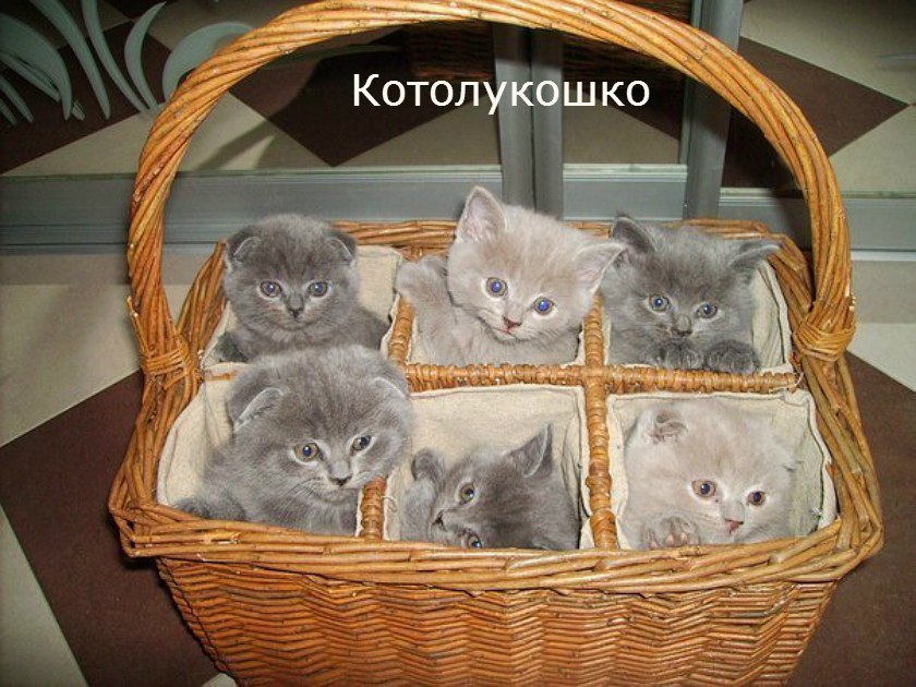 Корзина для счастья. Британские котята в корзинке. Вислоухие котята в корзине. Британская кошка в корзине. Корзинка счастья с котятами.