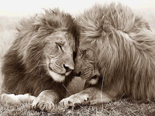 ������� ��������� - ��������. ��������� ������ ���� �� �����.. ��������� �� ����-���� �� �����.. ...