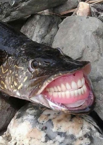 "    "