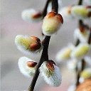   Irus, , 48  -  5  2015    