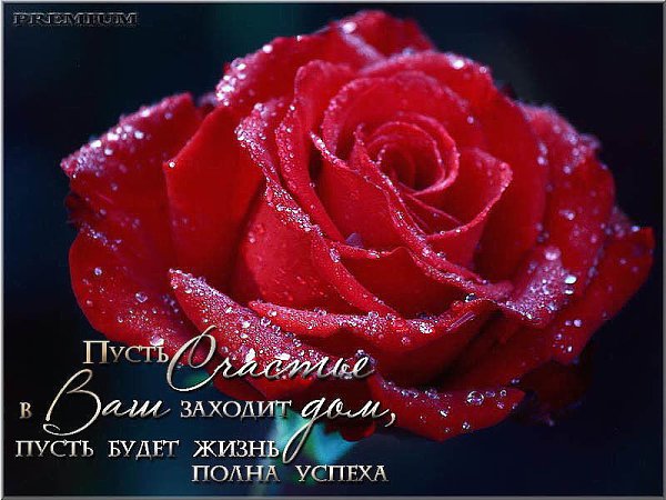 Люблю тебя я трепетно и нежно... И превращая все в нетлеющий костер, целую ласково тебя и бережно, ...