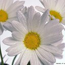 ���� Tatiana, ������ - ��������� 14 ������� 2015 � ������ ������ ��������