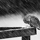  Dali, , 52  -  28  2015    