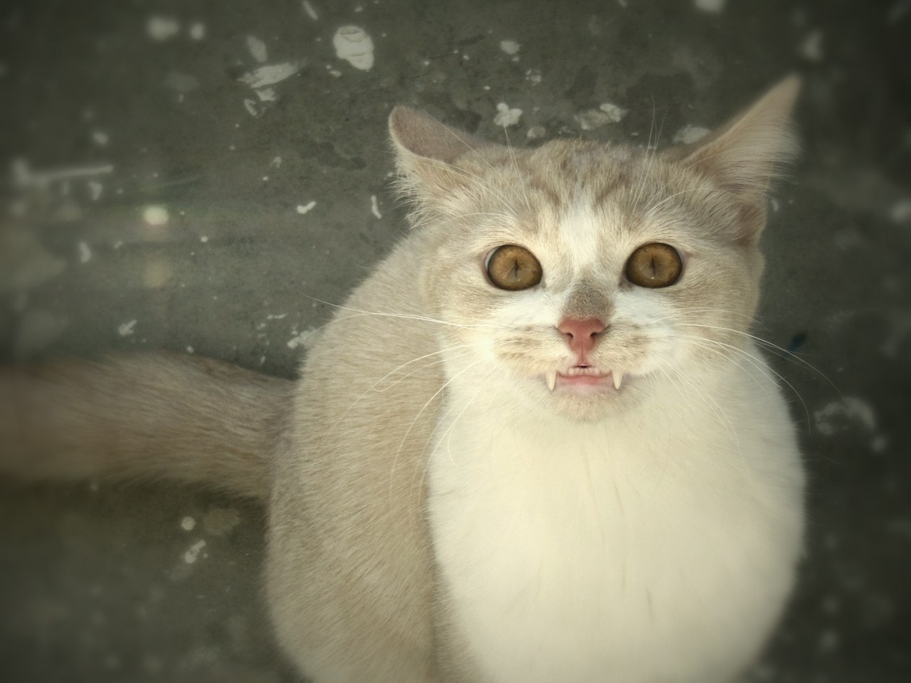 Кот голод. Смешные фото котиков с языком. Голодающие коты картинки прикольные смешные.