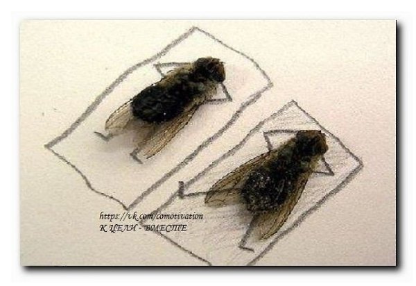 две мухи заметили крошку хлеба