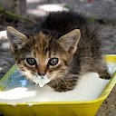 ���� ����, �����, 52 ���� - ��������� 27 ����� 2015 � ������ ���� ����������