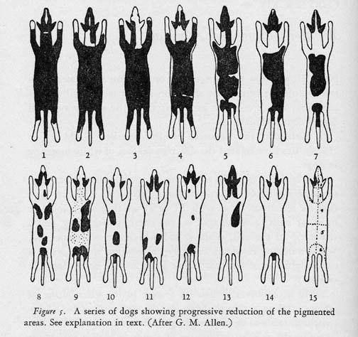 Схема Аллена.или откуда у белых булей появляются цветные пятна на ...