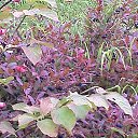 ���� ������, ��������, 54 ���� - ��������� 10 ������ 2015 � ������ ���� ����������