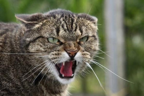 Неистовой суровости пост. Брутальные уличные коты — настоящие специалисты по выживанию.