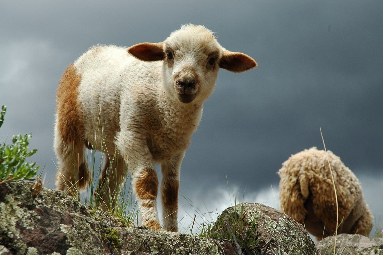 ����� ��������.#animal@travel.blog - 7