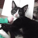 ���� �����, ������� - ��������� 28 ������� 2015 � ������ ������ ��������