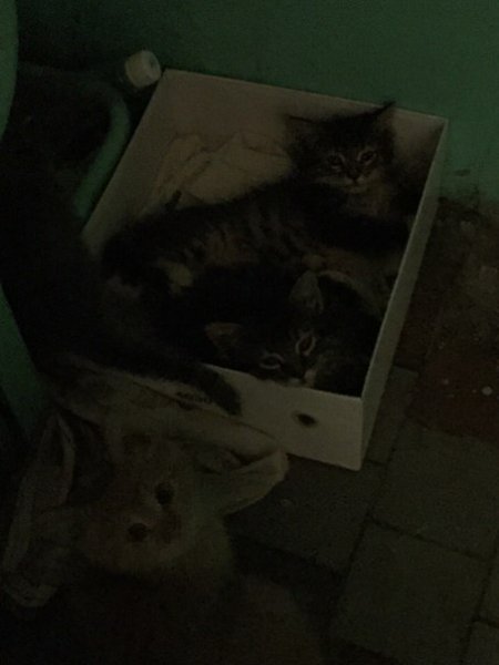 Рубрика #котизм_доброта #москва@catism #МО@catism.Москва и МОВ подъезде обнаружена котятская семья: ... - 2