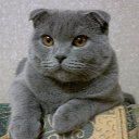 ���� ���������, ������ ��������, 71 ��� - ��������� 31 ������� 2014 � ������ ������ ��������