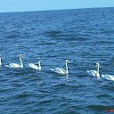 ������������ �� ������� ��������