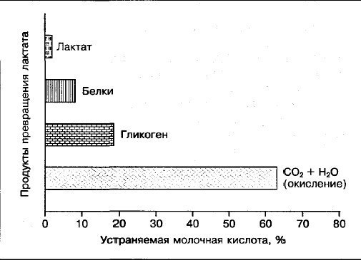 Почему болят мышцы после тренировки? Часто после тренировок на следующий день возникает мышечная ...