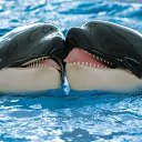 ���� �����, �������, 59 ��� - ��������� 25 ������ 2015 � ������ ������ ��������