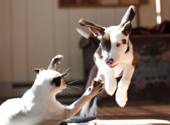   .#animal@travel.blog - 3